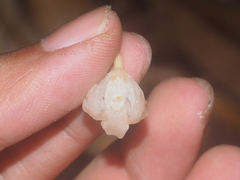 Didymoplexis pallens