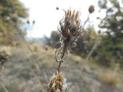 Centaurea deusta