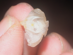 Didymoplexis pallens