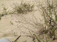 Centaurea arenaria