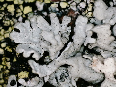 Arctoparmelia centrifuga