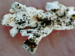 Arctoparmelia centrifuga