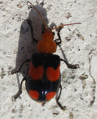 Sonchia sternalis