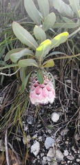 Protea × hybrida