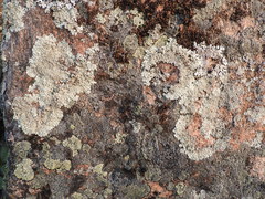 Arctoparmelia centrifuga