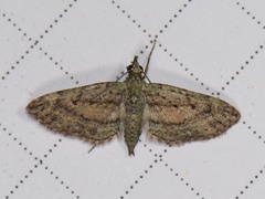 Eupithecia longidens