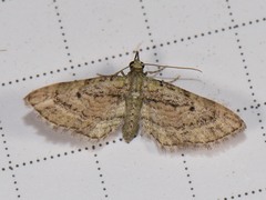 Eupithecia longidens