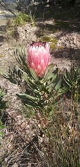 Protea × hybrida