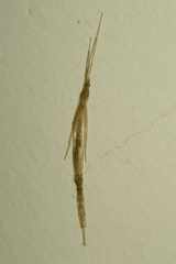 Styringomyia