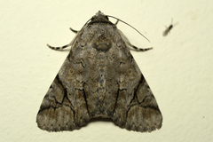 Bamra mundata