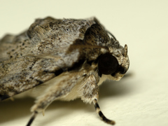 Bamra mundata