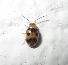 Afromaculepta
