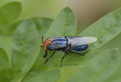 Odontomyia cyanea