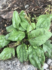 Plantago major