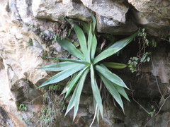 Agave mitis