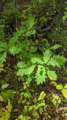Quercus × hawkinsiae