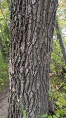 Quercus × hawkinsiae