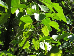 Dendropanax arboreus