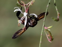 Trichopoda lanipes