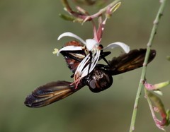 Trichopoda lanipes