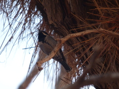 Melaniparus cinerascens