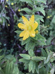 Hypericum foliosum