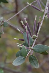 Tapinanthus