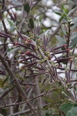 Tapinanthus