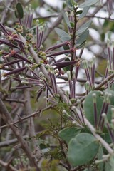 Tapinanthus