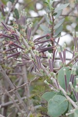 Tapinanthus