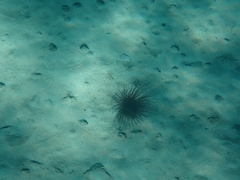 Cerianthus membranaceus