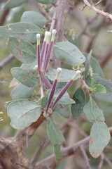 Tapinanthus
