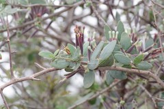 Tapinanthus