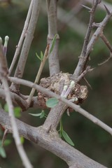 Tapinanthus
