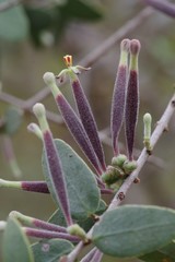Tapinanthus