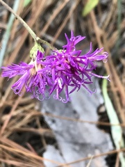 Vernonia texana