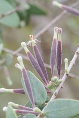 Tapinanthus
