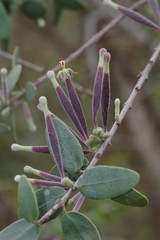 Tapinanthus
