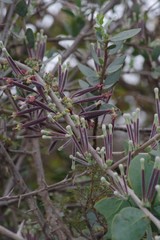Tapinanthus