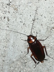 Periplaneta brunnea