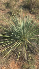 Yucca constricta