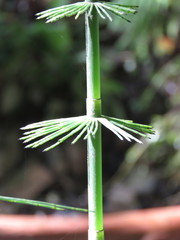 Equisetum myriochaetum