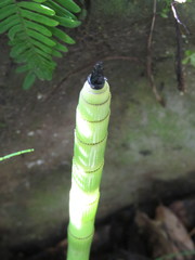 Equisetum myriochaetum