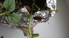 Leptoglossus occidentalis