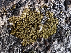 Candelariella coralliza