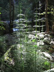 Equisetum myriochaetum