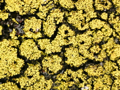 Candelariella coralliza