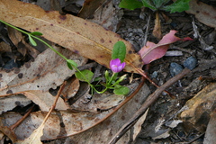 Centaurium portense