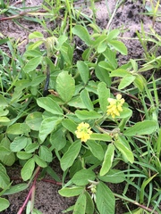 Eriosema parviflorum