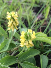 Eriosema parviflorum
